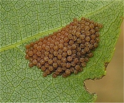 larve di lepidottero defoliatore: Clostera anastomosis